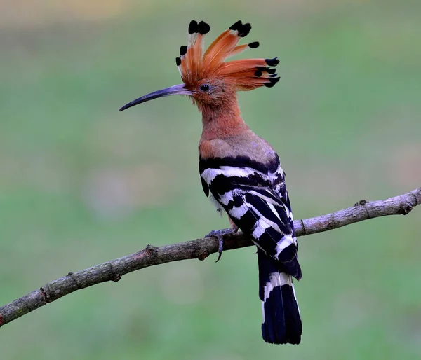 Gewöhnlicher Wiedehopf Oder Eurasischer Wiedehopf Zweig Mit Schönem Hintergrund Upupa — Stockfoto