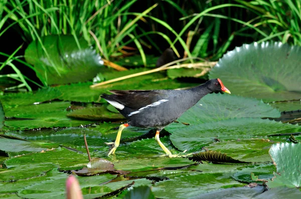 Moorhen Commun Marchant Sur Des Feuilles Lotus Avec Des Fleurs — Photo