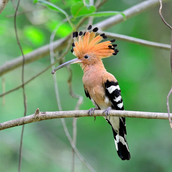 Common Hoopoe Eurasian Hoopoe Bird Picking Insect Mouth Feed Its — Stock Photo, Image