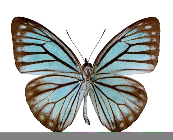 Wanderer Vlinder Pareronia Anais Blauwe Vlinder Onderste Vleugel Profiel Geïsoleerd — Stockfoto
