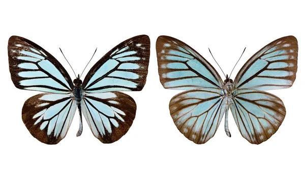 Mariposa Vagabunda Común Pareronia Anais Mariposa Azul Tanto Perfil Superior — Foto de Stock
