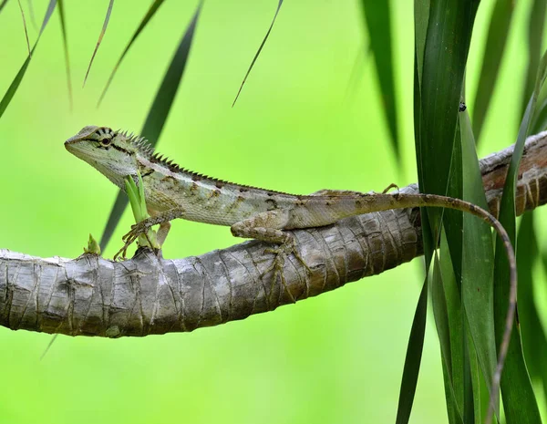 Bikli Kertenkele Boulenger Uzun Kafalı Kertenkele Pseudocalotes Mikro Olepis Güzel — Stok fotoğraf