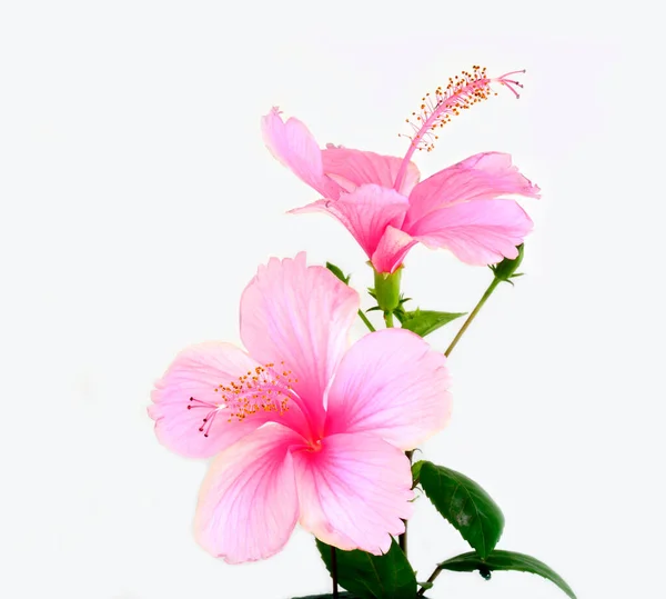 Podwójne Piękne Różowy Kwiat Hibiscus Izolowane Białym Tle — Zdjęcie stockowe