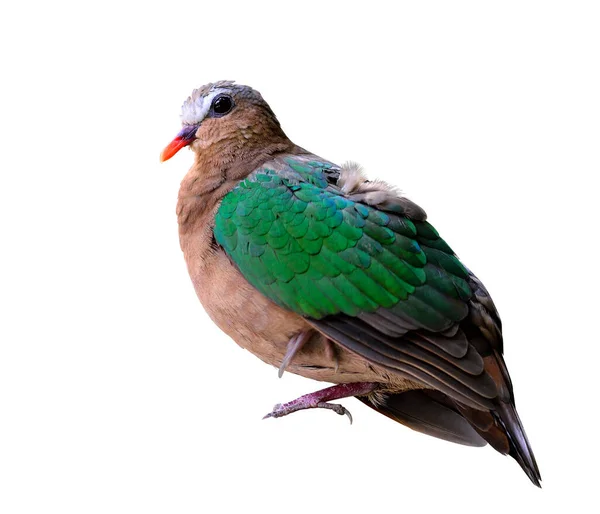 Tourterelle Émeraude Pigeon Vert Sur Fond Blanc Isolé Chalcopagara Indica — Photo