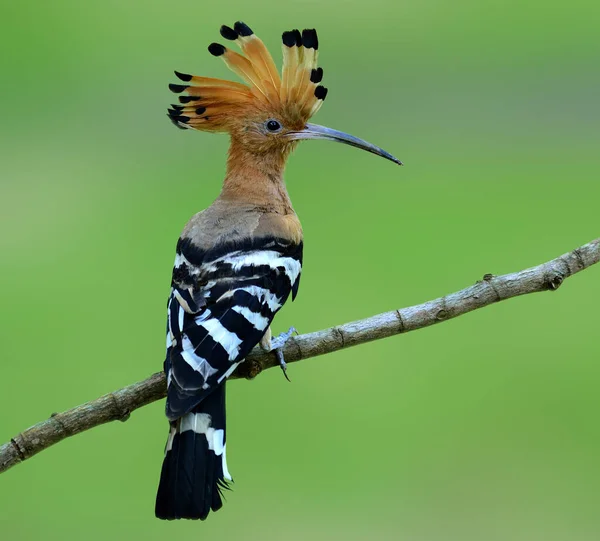 Avrasyalı Hoopoe Armalı Dalda Güzel Bir Tünek Kuş Upupa Epops — Stok fotoğraf