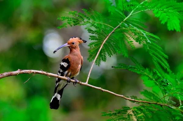 Eurasischer Wiedehopf Oder Gemeiner Wiedehopf Upupa Epops Auf Dem Schönen — Stockfoto