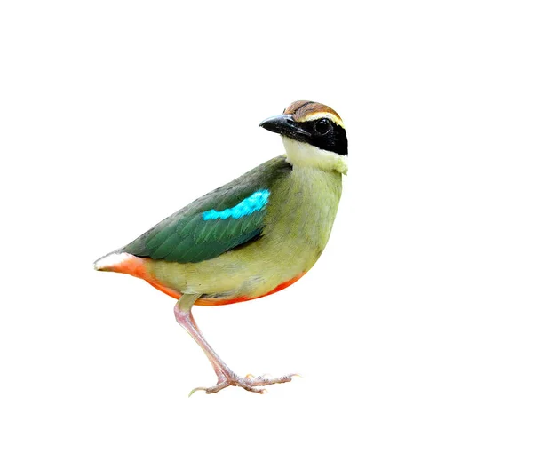 Fairy Pitta Isolerad Vit Bakgrund Med Fina Detaljer Fågel Thailand — Stockfoto