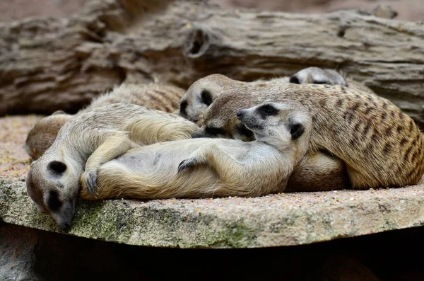 Familia Meerkat Meercat Durmiendo Juntos — Foto de Stock