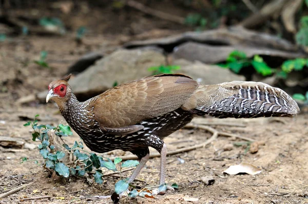 Γυναίκα Του Kalij Pheasant Silver Pheasant Που Ενεργεί Αστέρι — Φωτογραφία Αρχείου