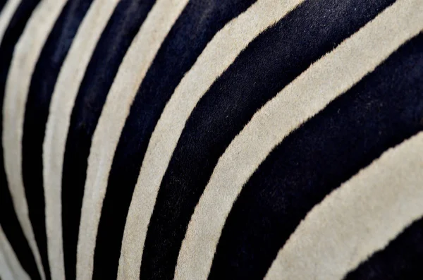 Textura Padrão Pele Zebra Preto Branco Sem Costura Fina — Fotografia de Stock