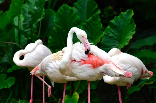 Flamingo Phoenicopterus Roseus Tollak Rózsaszín Színű Tisztítása — Stock Fotó