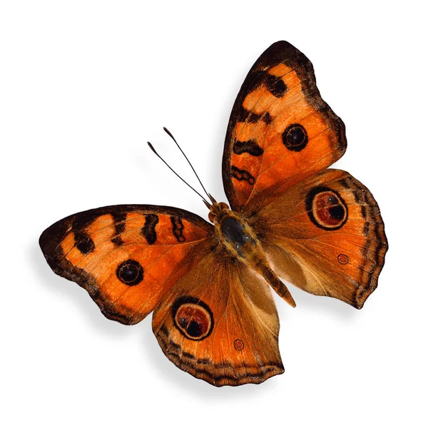 Flying Peacock Pansy Butterfly Dengan Warna Alami Terisolasi Pada Latar — Stok Foto