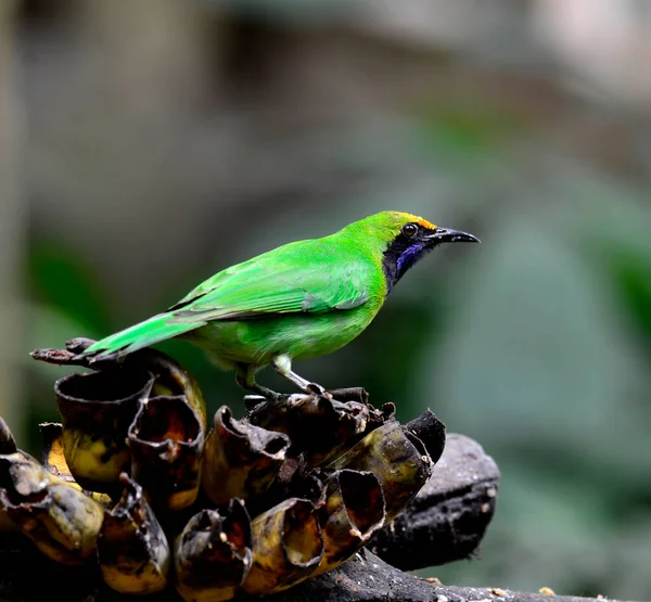 Golden Fronted Leafbird Pájaro Verde Tomando Comida Plátano —  Fotos de Stock