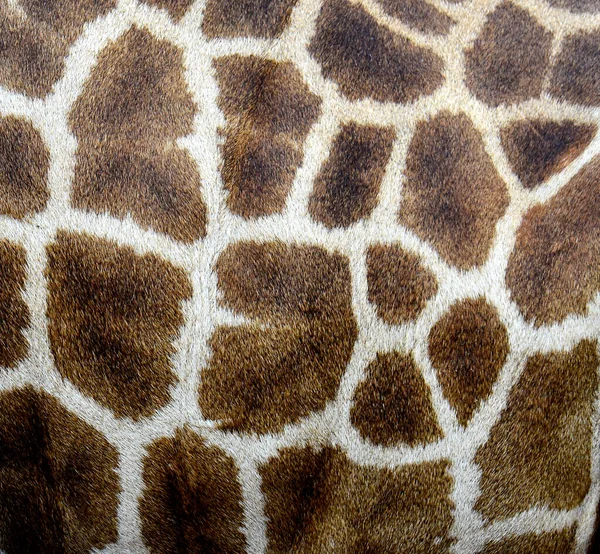 Grandes Padrões Pele Girafa — Fotografia de Stock