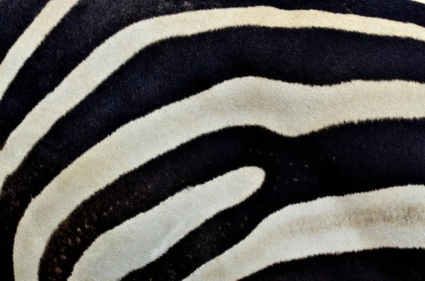 Большая Бесшовная Черно Белая Текстура Кожи Зебры — стоковое фото