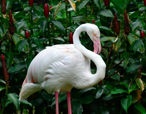 Greater Flamingo Phoenicopterus Roseus Tollainak Tisztítása — Stock Fotó