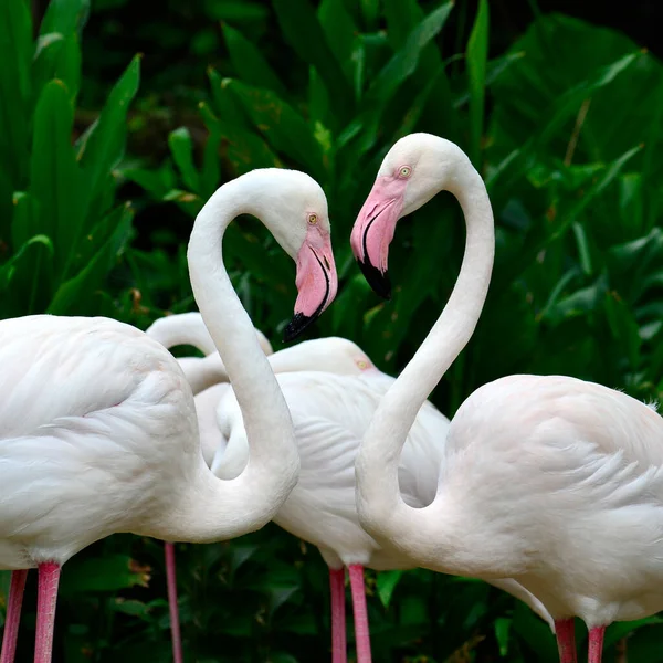 Nagyobb Flamingó Phoenicopterus Roseus Édes Pillanatban — Stock Fotó