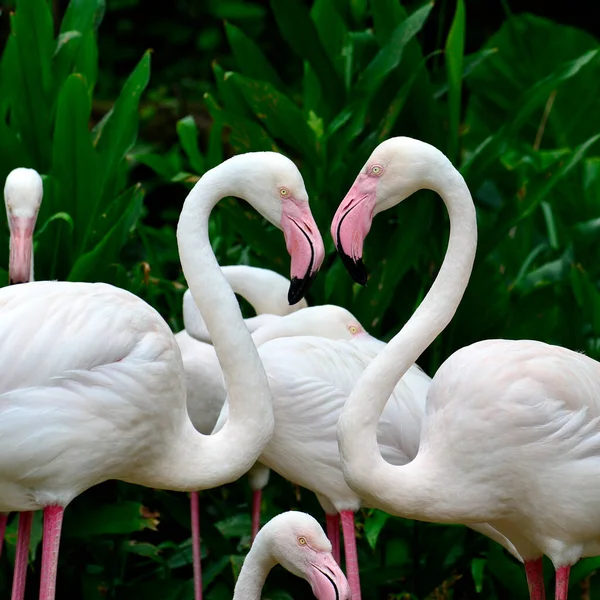 Greater Flamingo Phoenicopterus Roseus Nagyon Romantikus Szív Alakú — Stock Fotó