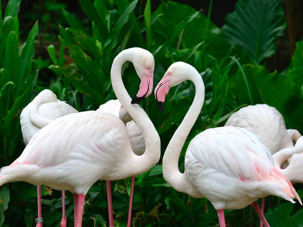 Greater Flamingo Phoenicopterus Roseus Nagyon Romantikus Szív Alakja Mutatja Szeretet — Stock Fotó
