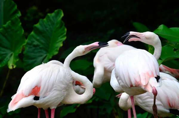 Greater Flamingo Phoenicopterus Roseus Cukkolják Egymást Édes Pillanatban — Stock Fotó