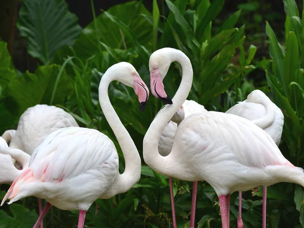 Greater Flamingo Phoenicopterus Roseus Nagyon Romantikus Szív Alakja Mutatja Szeretet — Stock Fotó