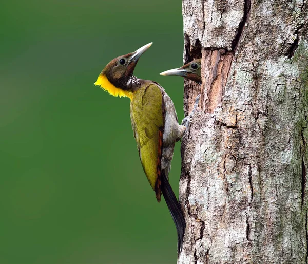 Greater Yellownape Yellow Naped Woodpecker Picus Flavinucha Bird Thailand Feeding — Stock Photo, Image