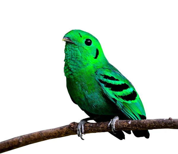 Ancho Verde Pájaro Vivo Color Verde Calptomena Viridis Pájaro —  Fotos de Stock