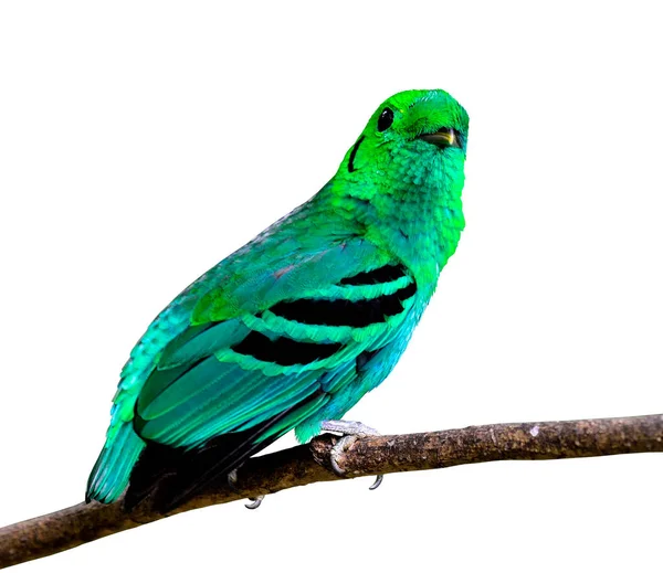 Green Broadbill Posado Rama Delgada Aislado Sobre Fondo Blanco —  Fotos de Stock