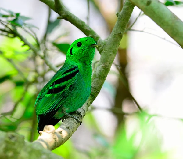 Green Broadbill Pájaro Vivo Color Verde Como Hojas Calptomena Viridis —  Fotos de Stock