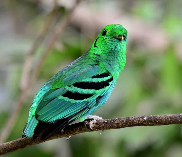 Green Broadbill Bird Vivid Green Color Looks Leafs Calptomena Viridis — Stock Photo, Image