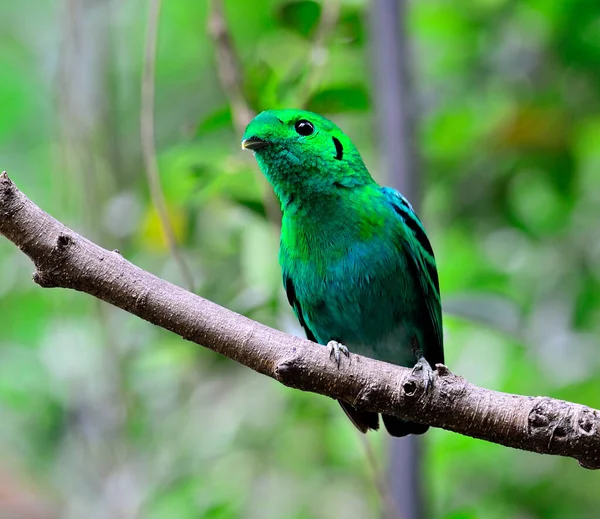 Green Broadbill Pássaro Cor Verde Vívida Calptomena Viridis Pássaro Tailândia — Fotografia de Stock
