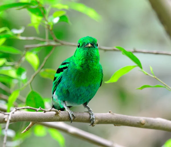 Zielony Broadbill Calyptomena Viridis Siedzący Gałęzi Drzewa Żywym Zielonym Kolorze — Zdjęcie stockowe