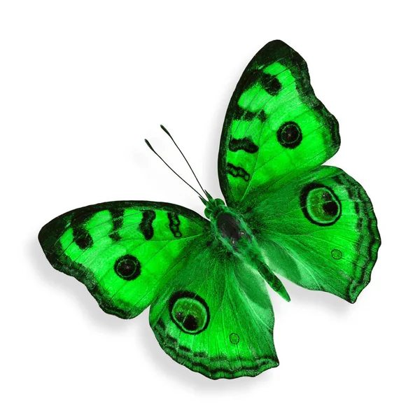 Green Butterfly Peacock Pansy Fancy Color Isolated White Background — Stock Photo, Image