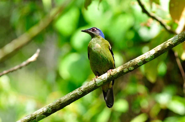 Green Cochoa Pássaro Mais Procurado Para Ver Fotografar Tailândia Ásia — Fotografia de Stock