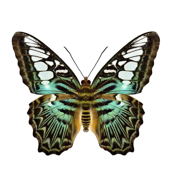 Green Camouflage Golden Stripe Body Butterfly Natural Color Isolated White — Stock Photo, Image