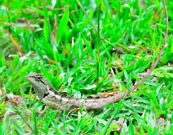 Lagarto Crista Verde Lagarto Cabeça Longa Boulenger Pseudocalotes Microlepis Campo — Fotografia de Stock