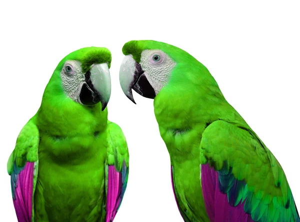 Papageienvögel — Stockfoto