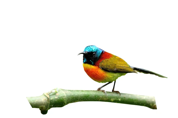 Ένας Όμορφος Της Πράσινης Ουράς Sunbird Ένα Κλαδί Πολύ Λεπτομέρειες — Φωτογραφία Αρχείου