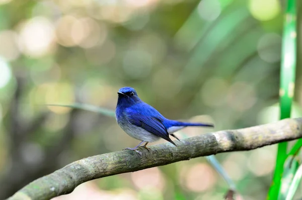 Ein Schwanz Nach Oben Hainan Blue Flycatcher Mit Bokeh Hintergrund — Stockfoto