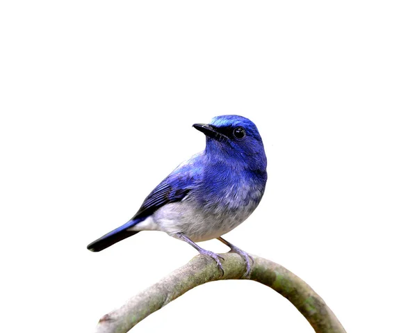 Hainan Blue Flycatcher Burung Biru Yang Indah Terisolasi Pada Latar — Stok Foto