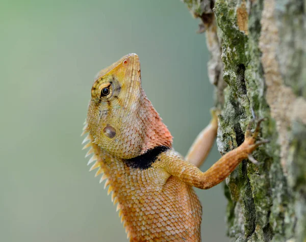 Primer Plano Cabeza Lagarto Marrón Hembra Lagarto Azul Lagarto Sentado —  Fotos de Stock