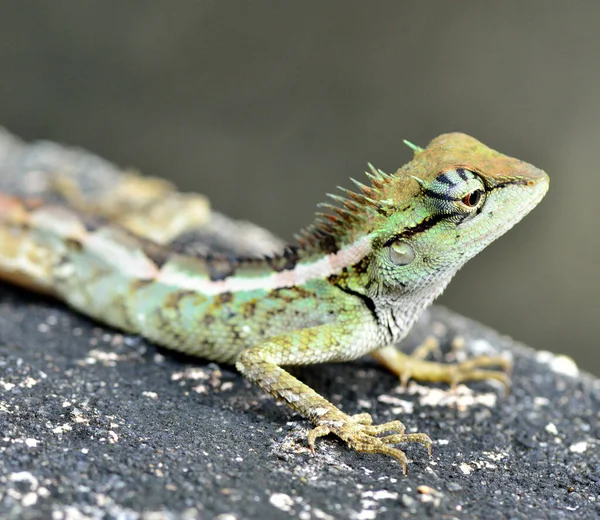 Yeşil Ibikli Kertenkele Boulenger Uzun Başlı Kertenkele Pseudocalotes Mikro Olepis — Stok fotoğraf