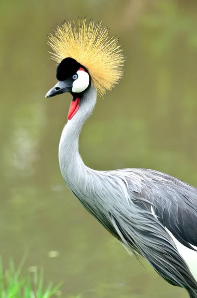 Hoofdfoto Van Grey Crowned Crane Balearica Regulorum Met Haar Gouden — Stockfoto