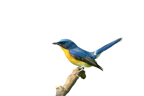 Красивый Самец Хилл Синий Flycatcher Сидя Деревянном Месте Вилянием Хвоста — стоковое фото