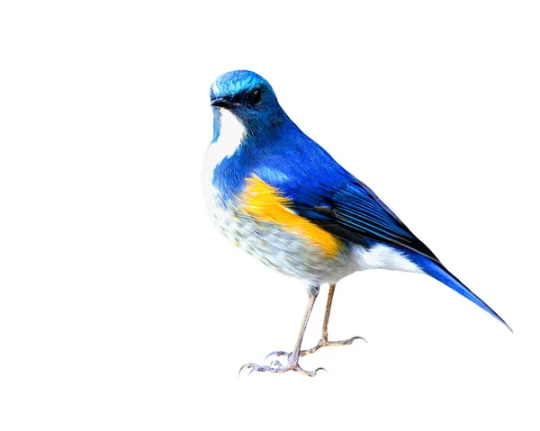 Bluetail Himalayano Tarsiger Rufilatus Arancio Fiancheggiato Pettirosso Bellissimo Uccello Blu — Foto Stock