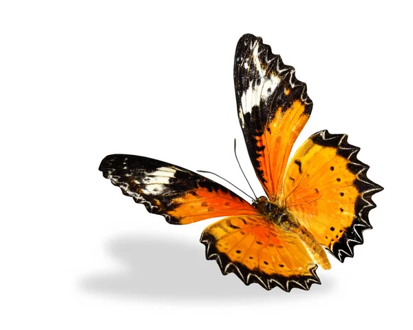 Luipaard Lacewing Vlinder Vliegen Omhoog Geïsoleerd Witte Achtergrond — Stockfoto