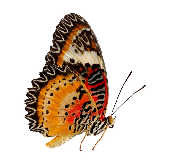 Leopard Lacewing Papillon Sur Profil Latéral Avec Couleur Naturelle Sur — Photo