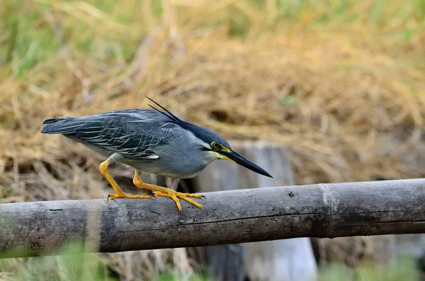 Little Heron Pesca Com Paciência Postura — Fotografia de Stock