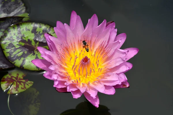 Lotus Flower Waterlity Bee — Stock Photo, Image