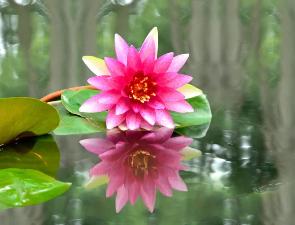 Pink Lotus Flower Reflection Water Beautiful Water Lily — Stock Photo, Image